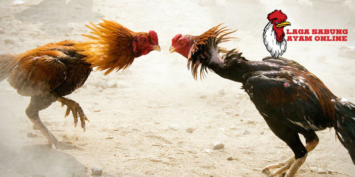 Melatih Ayam Bangkok Agresif