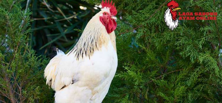 Cara Melatih Ayam Bangkok Adu Pukul Mati